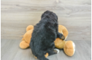 Cute Mini Bernedoodle Baby