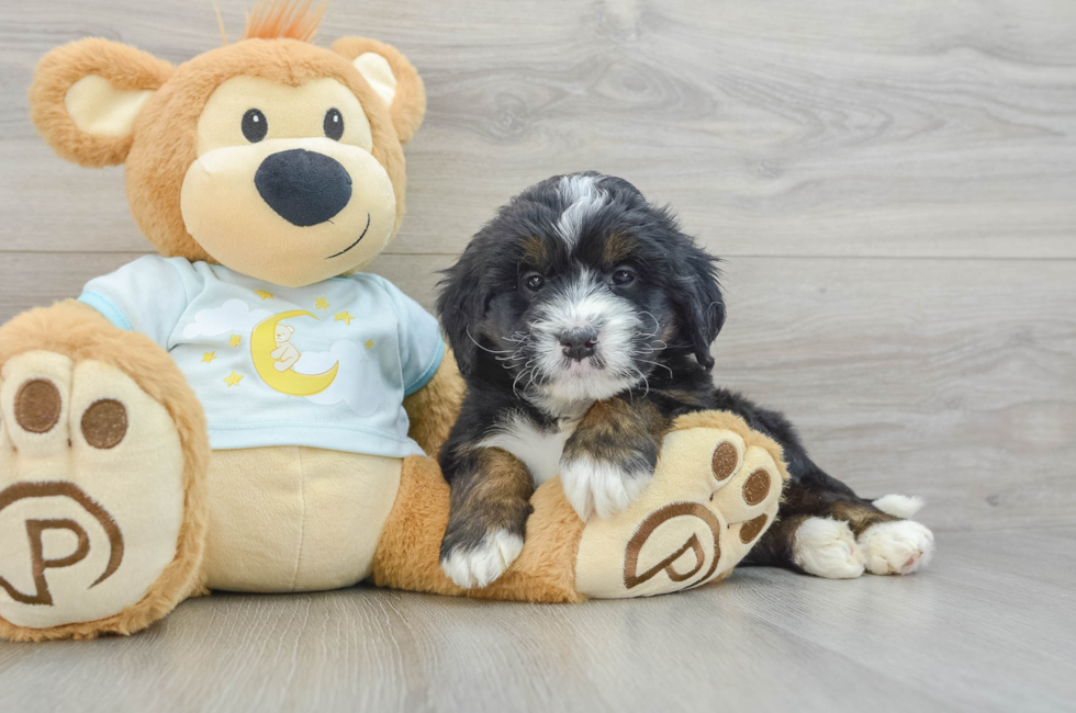 6 week old Mini Bernedoodle Puppy For Sale - Windy City Pups