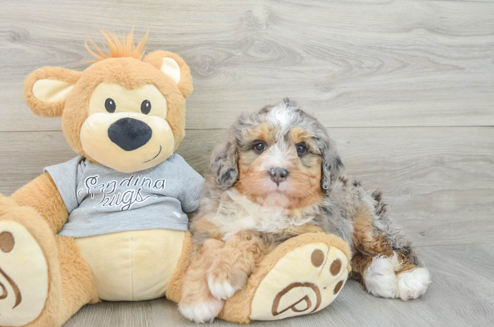 6 week old Mini Bernedoodle Puppy For Sale - Windy City Pups