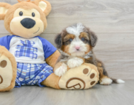 8 week old Mini Bernedoodle Puppy For Sale - Windy City Pups