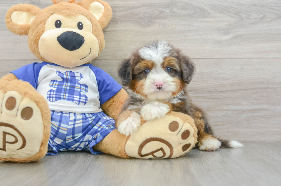 8 week old Mini Bernedoodle Puppy For Sale - Windy City Pups