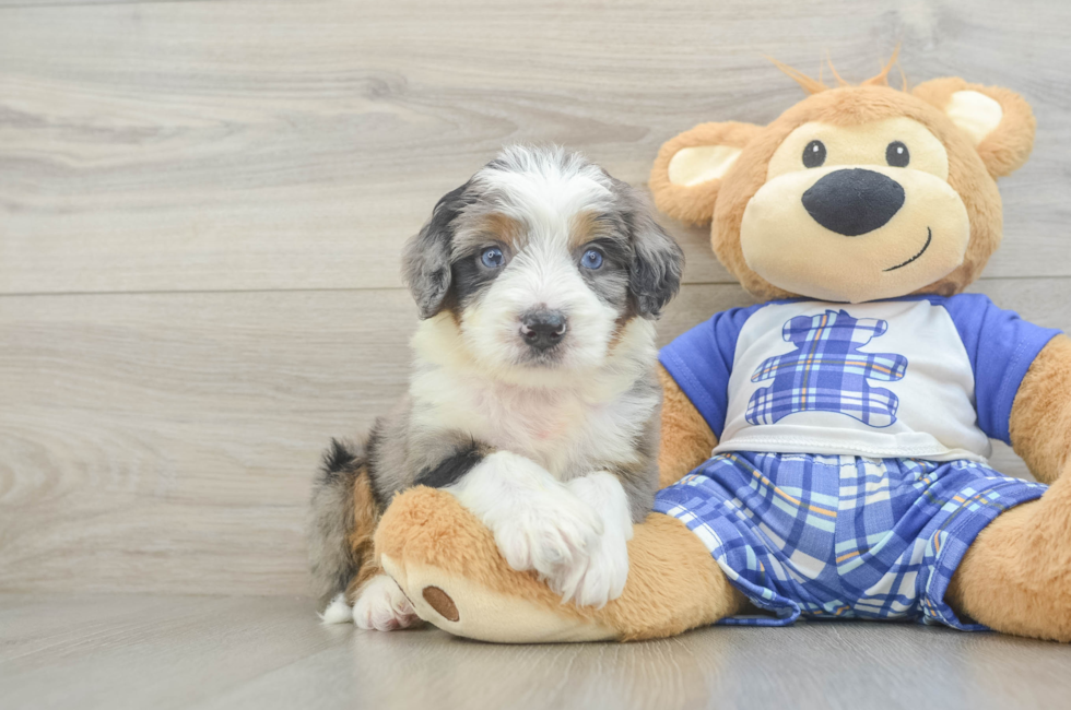 6 week old Mini Bernedoodle Puppy For Sale - Windy City Pups
