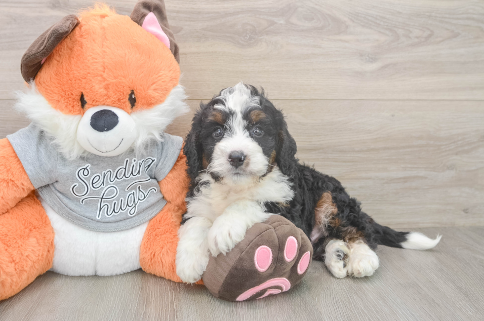 6 week old Mini Bernedoodle Puppy For Sale - Windy City Pups