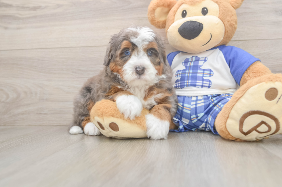 6 week old Mini Bernedoodle Puppy For Sale - Windy City Pups