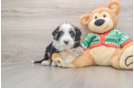 Mini Bernedoodle Puppy for Adoption