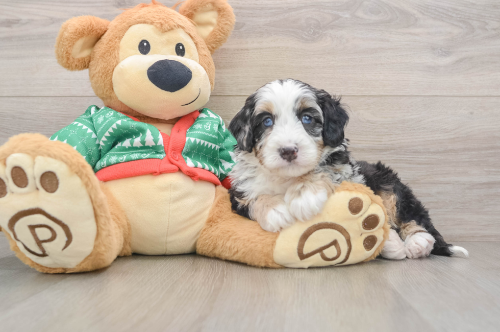 5 week old Mini Bernedoodle Puppy For Sale - Windy City Pups
