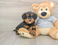 7 week old Mini Bernedoodle Puppy For Sale - Windy City Pups