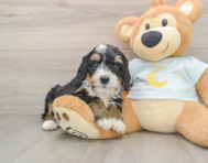 7 week old Mini Bernedoodle Puppy For Sale - Windy City Pups