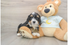 Sweet Mini Bernedoodle Baby