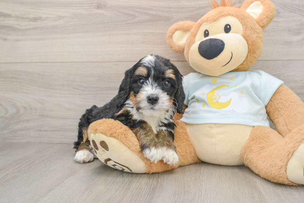 Sweet Mini Bernedoodle Baby