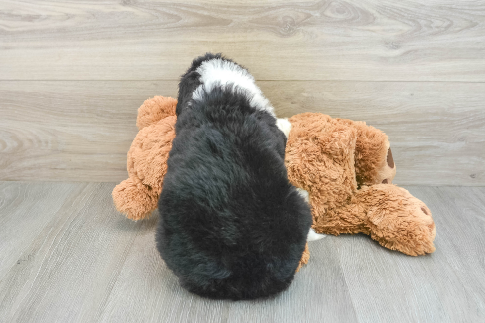 Energetic Mini Bernepoo Poodle Mix Puppy