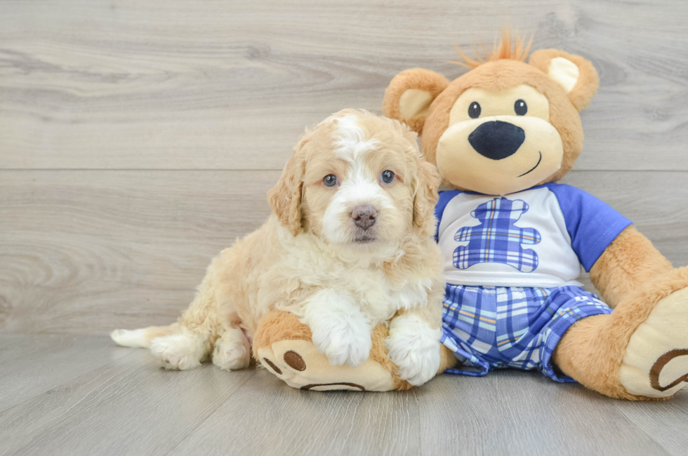 6 week old Mini Bernedoodle Puppy For Sale - Windy City Pups