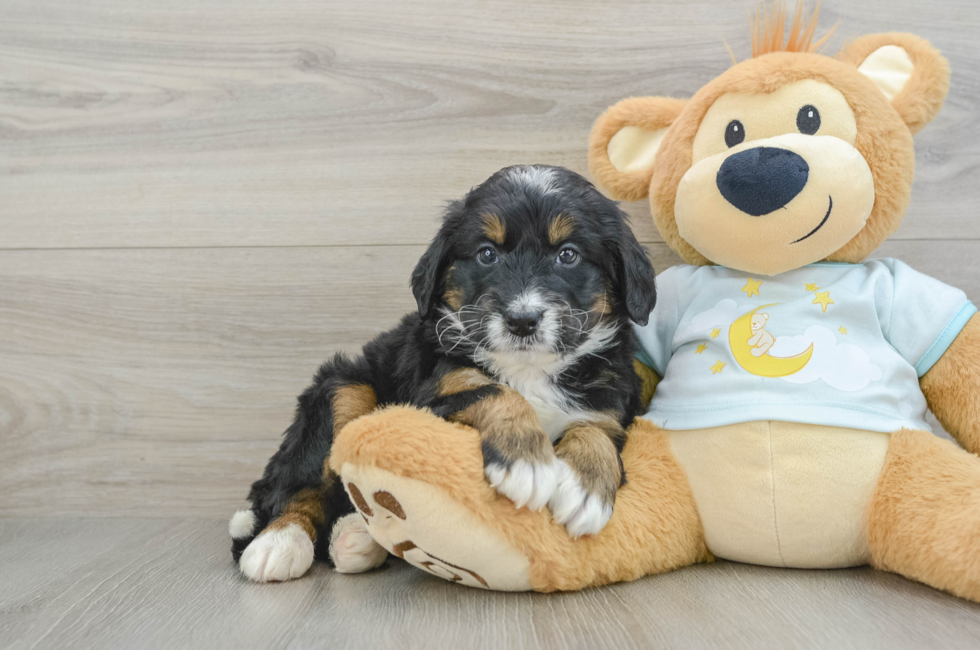 6 week old Mini Bernedoodle Puppy For Sale - Windy City Pups