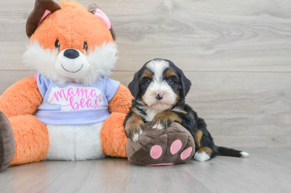 6 week old Mini Bernedoodle Puppy For Sale - Windy City Pups