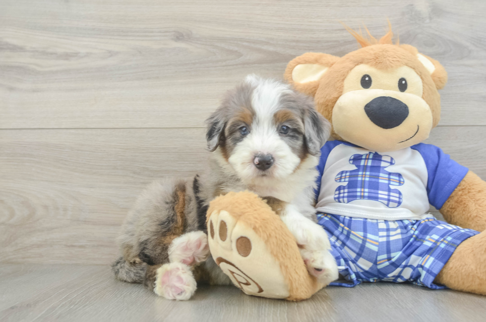 6 week old Mini Bernedoodle Puppy For Sale - Windy City Pups