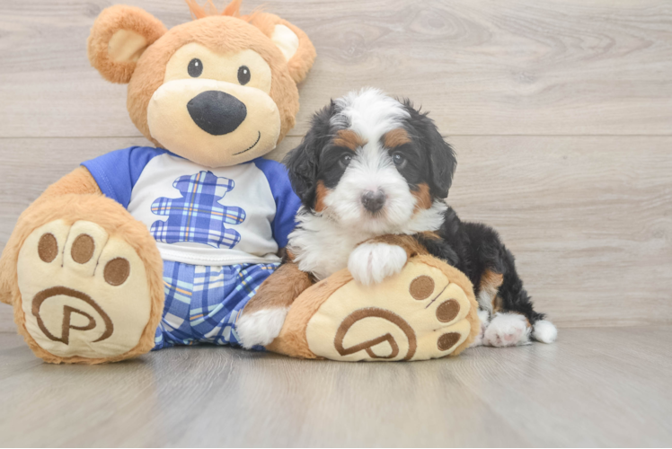Playful Mini Berniedoodle Poodle Mix Puppy