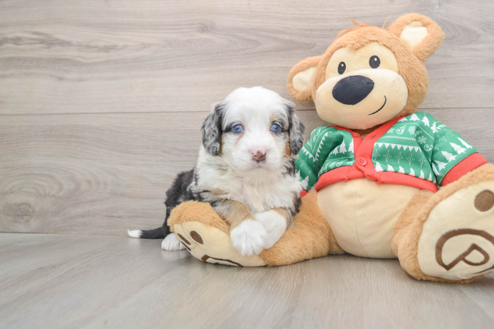 Cute Mini Bernedoodle Baby