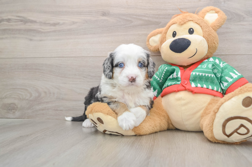 5 week old Mini Bernedoodle Puppy For Sale - Windy City Pups