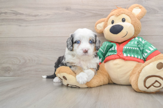 Cute Mini Bernedoodle Baby
