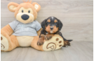 Mini Bernedoodle Pup Being Cute