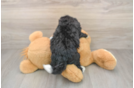 Playful Mini Bernesepoo Poodle Mix Puppy