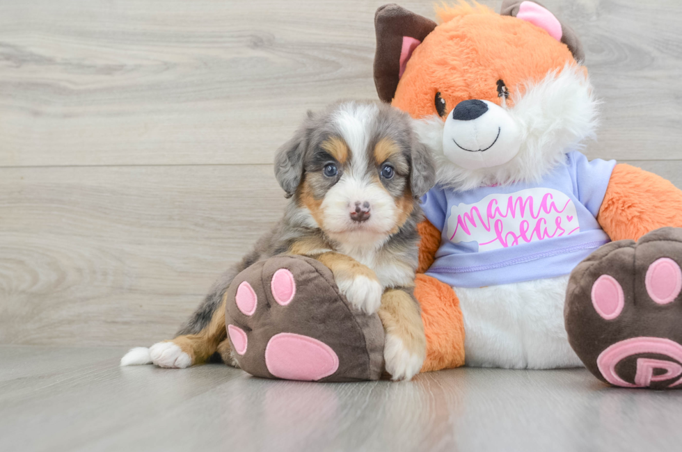 6 week old Mini Bernedoodle Puppy For Sale - Windy City Pups