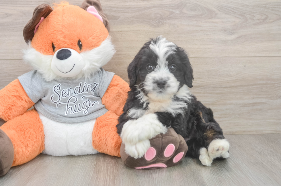 6 week old Mini Bernedoodle Puppy For Sale - Windy City Pups