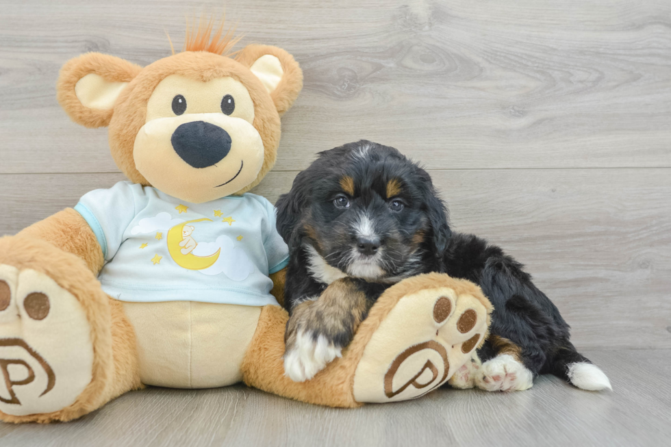 Petite Mini Bernedoodle Poodle Mix Pup