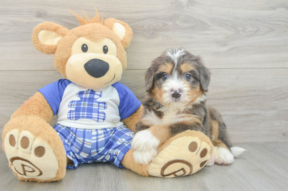 6 week old Mini Bernedoodle Puppy For Sale - Windy City Pups