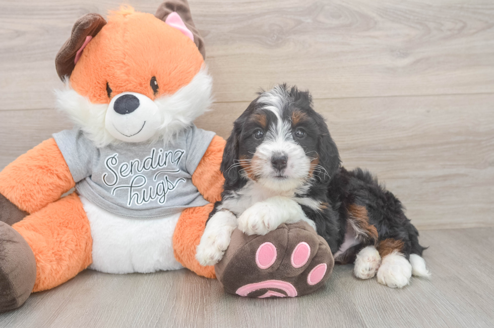 6 week old Mini Bernedoodle Puppy For Sale - Windy City Pups