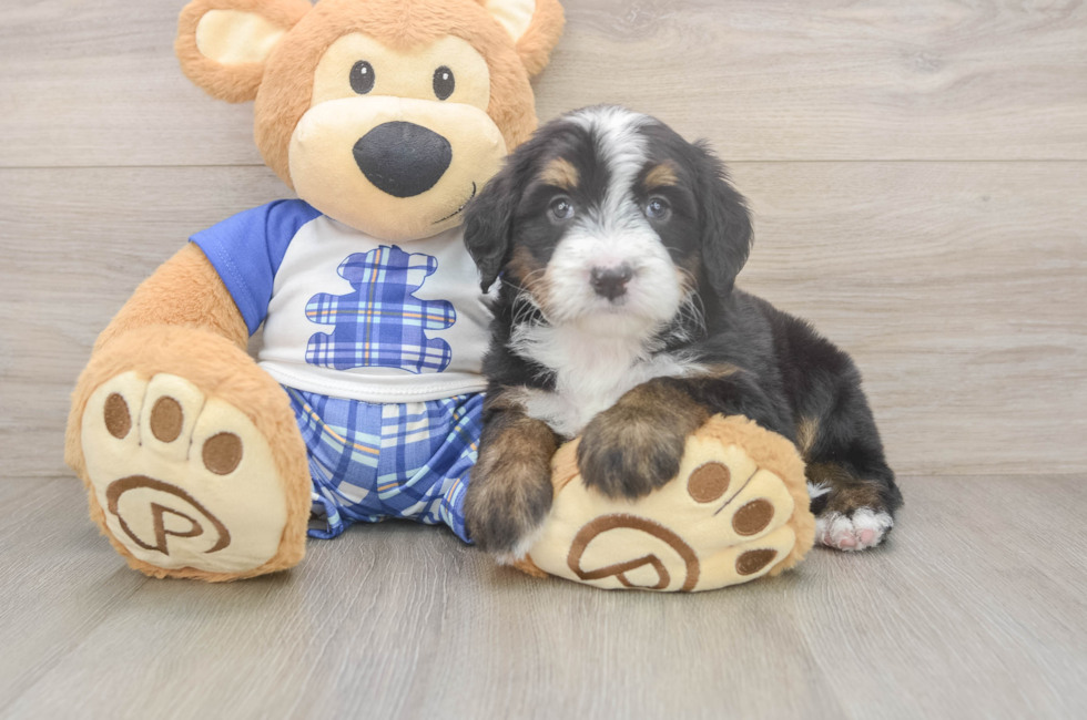 6 week old Mini Bernedoodle Puppy For Sale - Windy City Pups