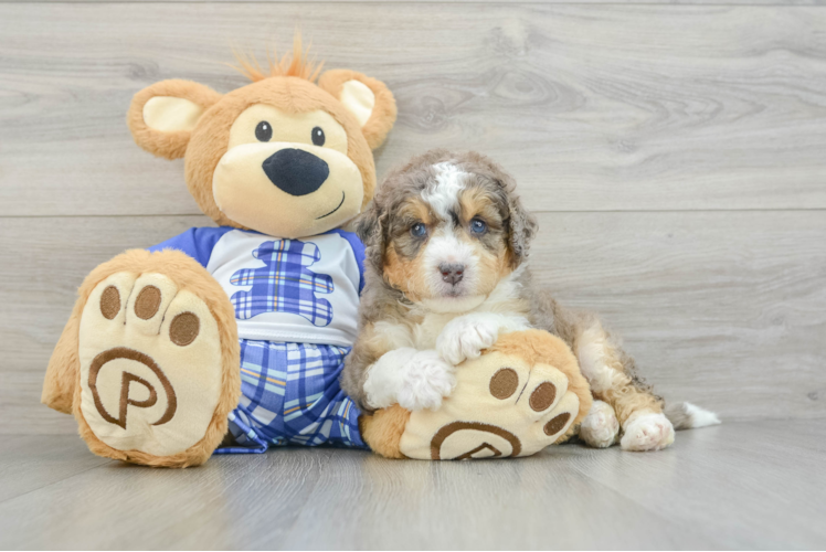 Mini Bernedoodle Pup Being Cute