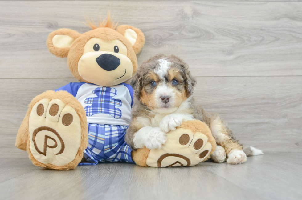 6 week old Mini Bernedoodle Puppy For Sale - Windy City Pups