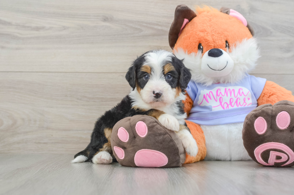 6 week old Mini Bernedoodle Puppy For Sale - Windy City Pups