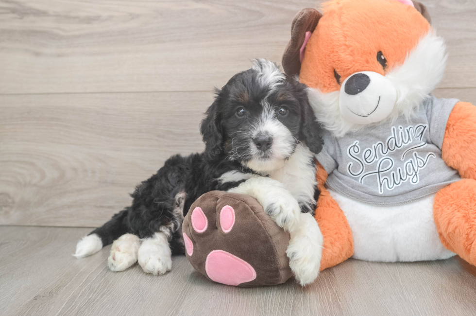 6 week old Mini Bernedoodle Puppy For Sale - Windy City Pups