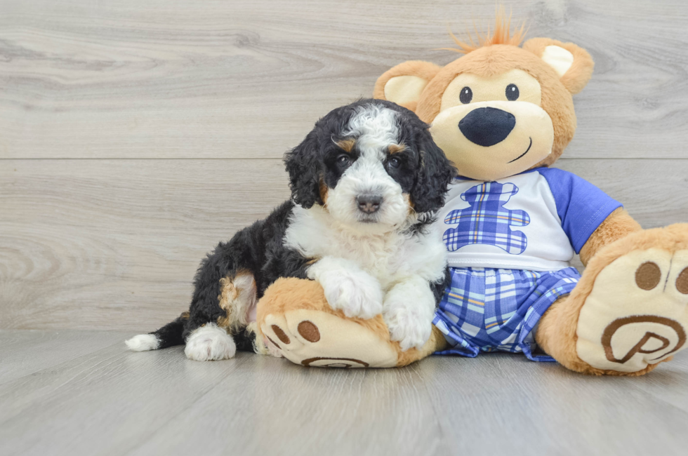 6 week old Mini Bernedoodle Puppy For Sale - Windy City Pups