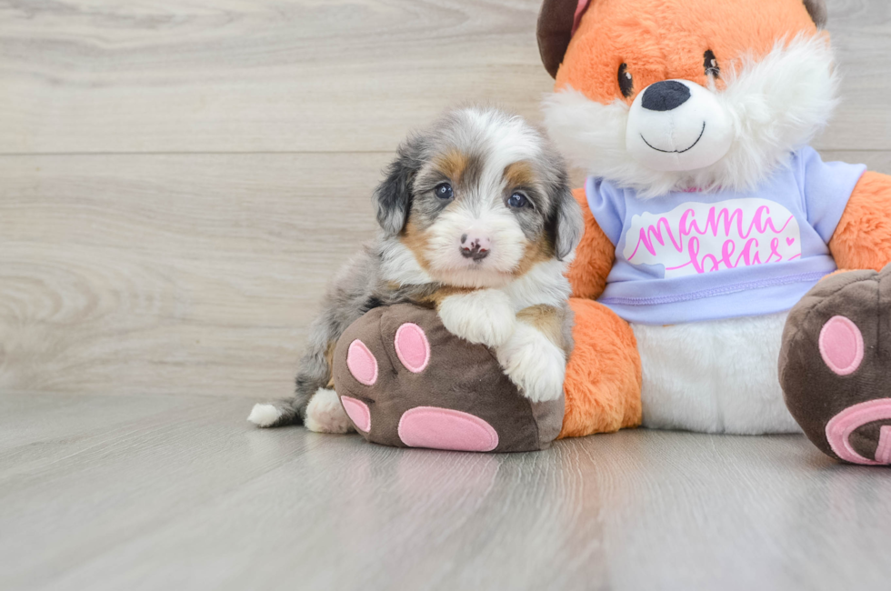 6 week old Mini Bernedoodle Puppy For Sale - Windy City Pups