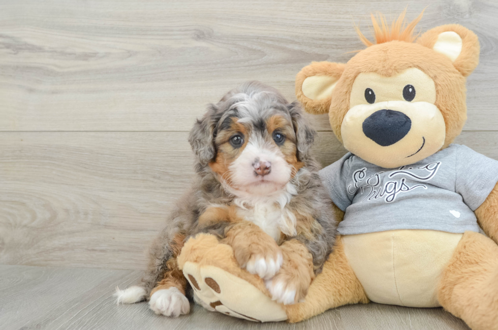6 week old Mini Bernedoodle Puppy For Sale - Windy City Pups