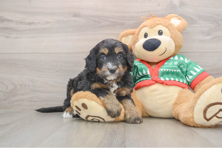 Smart Mini Bernedoodle Poodle Mix Pup