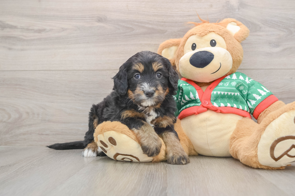 5 week old Mini Bernedoodle Puppy For Sale - Windy City Pups