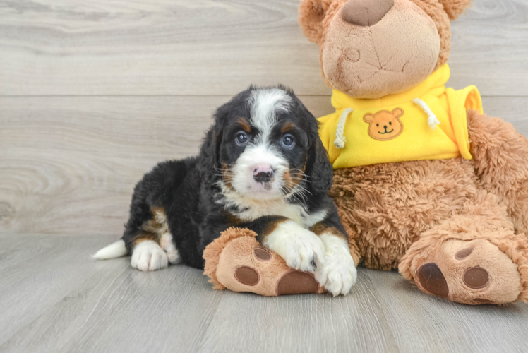 Friendly Mini Bernedoodle Baby