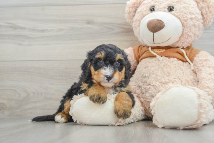 Adorable Mini Bernepoo Poodle Mix Puppy