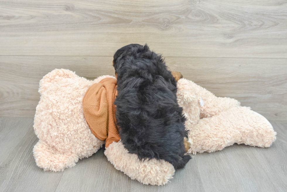 Sweet Mini Bernedoodle Baby