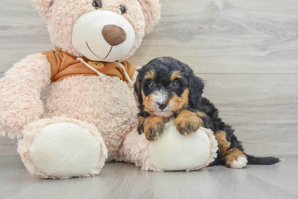 Best Mini Bernedoodle Baby