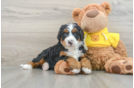 Mini Bernedoodle Pup Being Cute