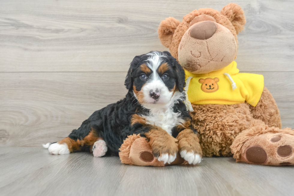 Mini Bernedoodle Pup Being Cute