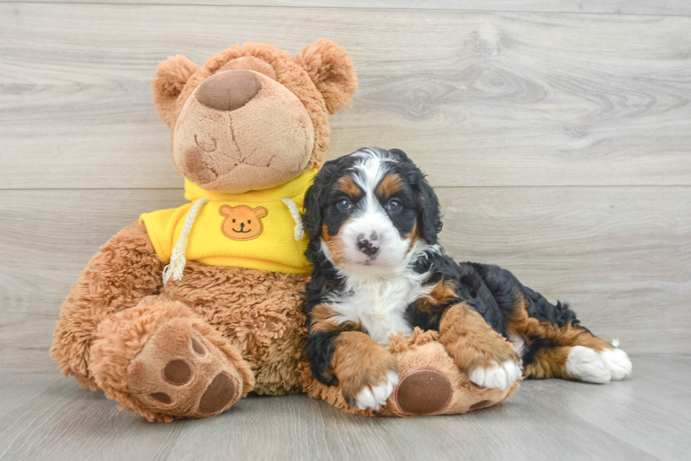 Energetic Mini Bernesepoo Poodle Mix Puppy