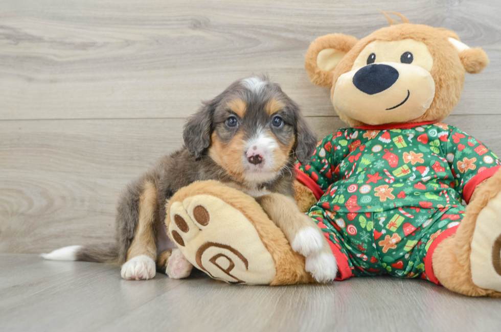 5 week old Mini Bernedoodle Puppy For Sale - Windy City Pups