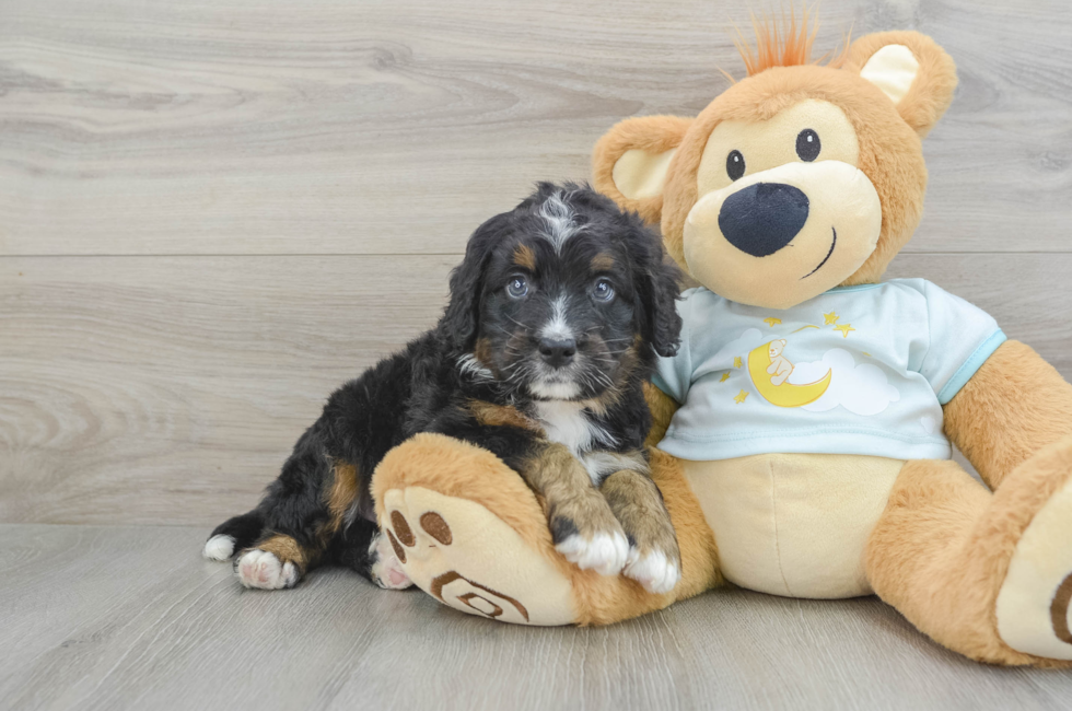 6 week old Mini Bernedoodle Puppy For Sale - Windy City Pups