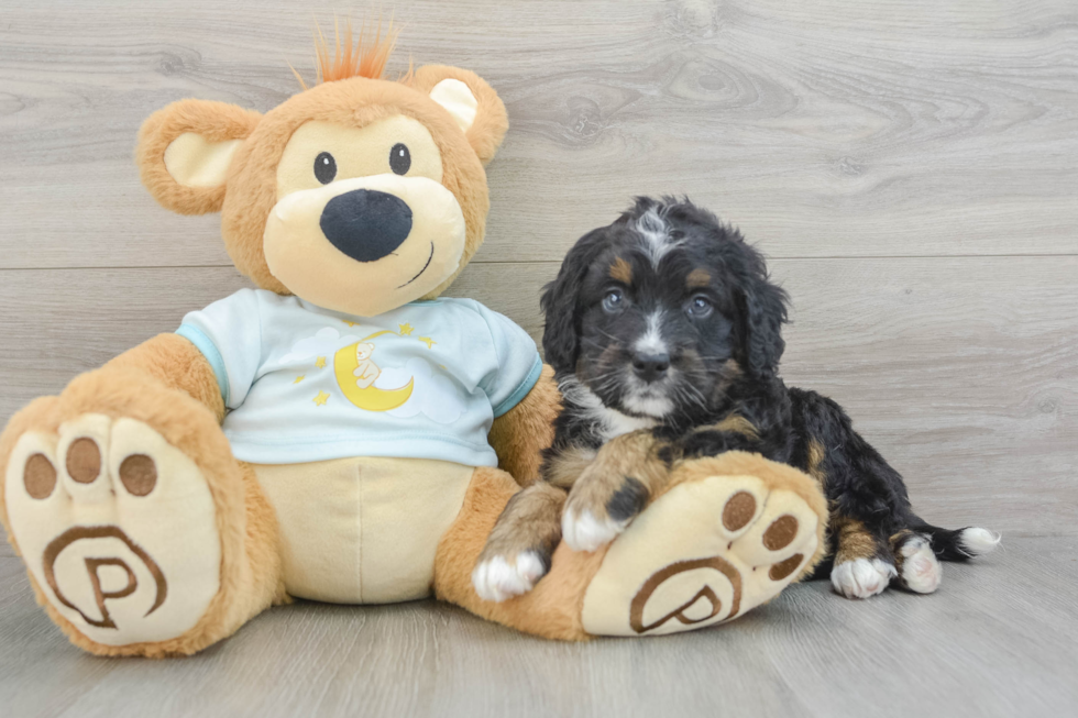 Playful Mini Bernese Poodle Poodle Mix Puppy